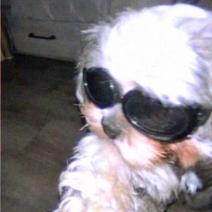 Meet your Posher, Qiu